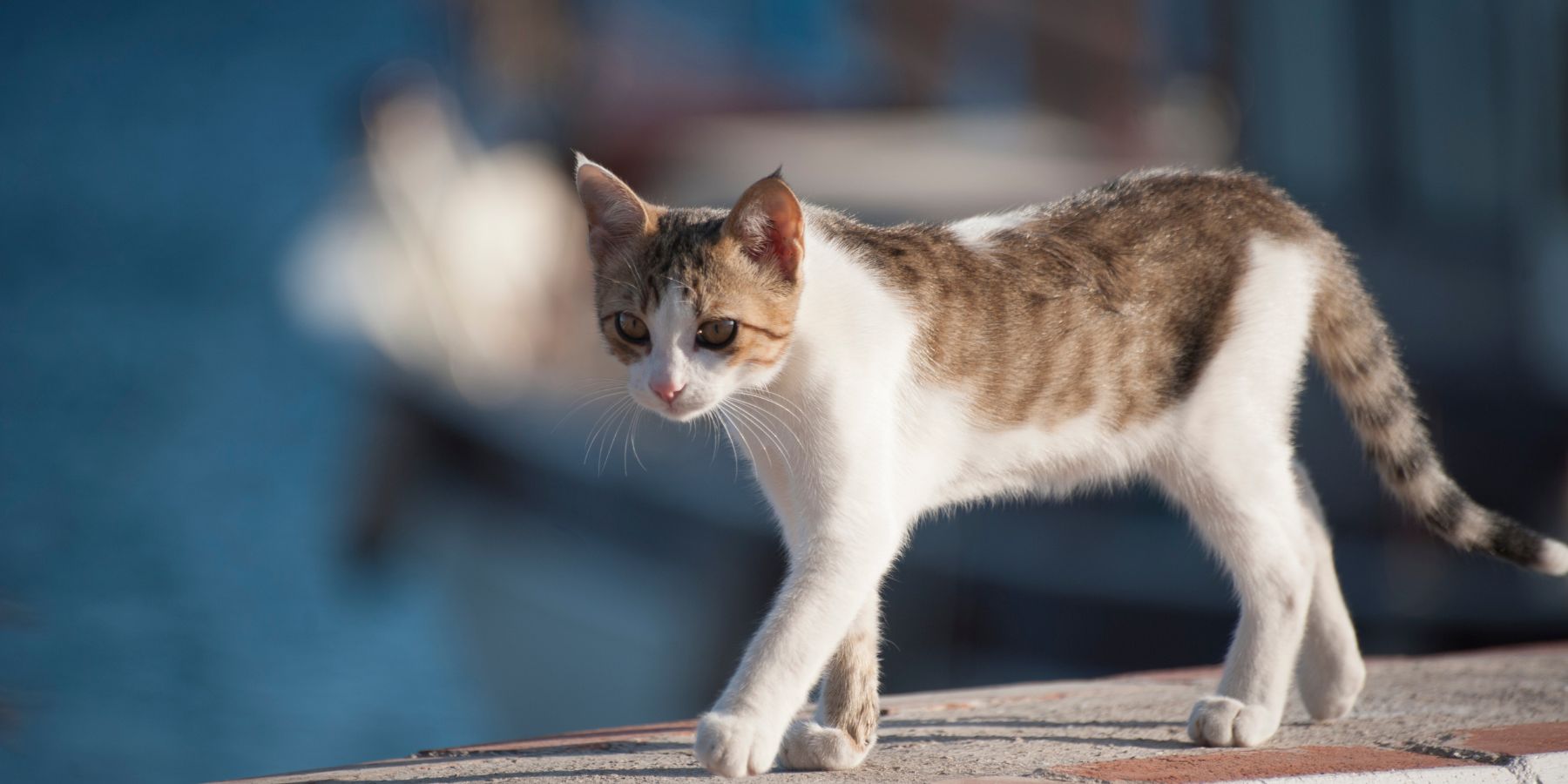 How Often Should You Walk Your Cat?
