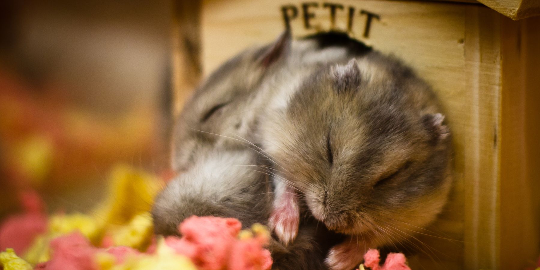 How to Tell if Your Hamster Is Sick: Key Signs